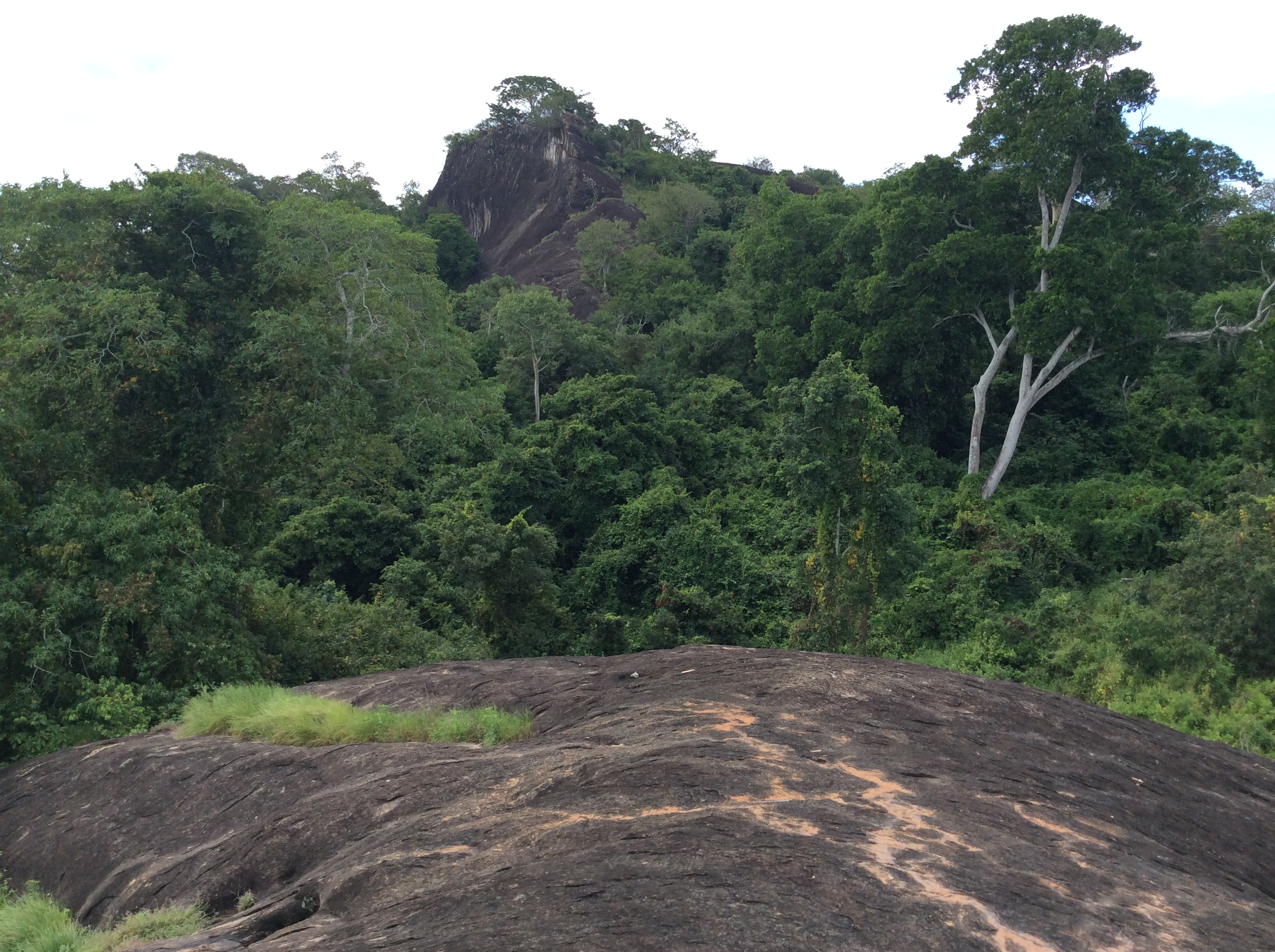 Hiking & Cultural Forest Experience