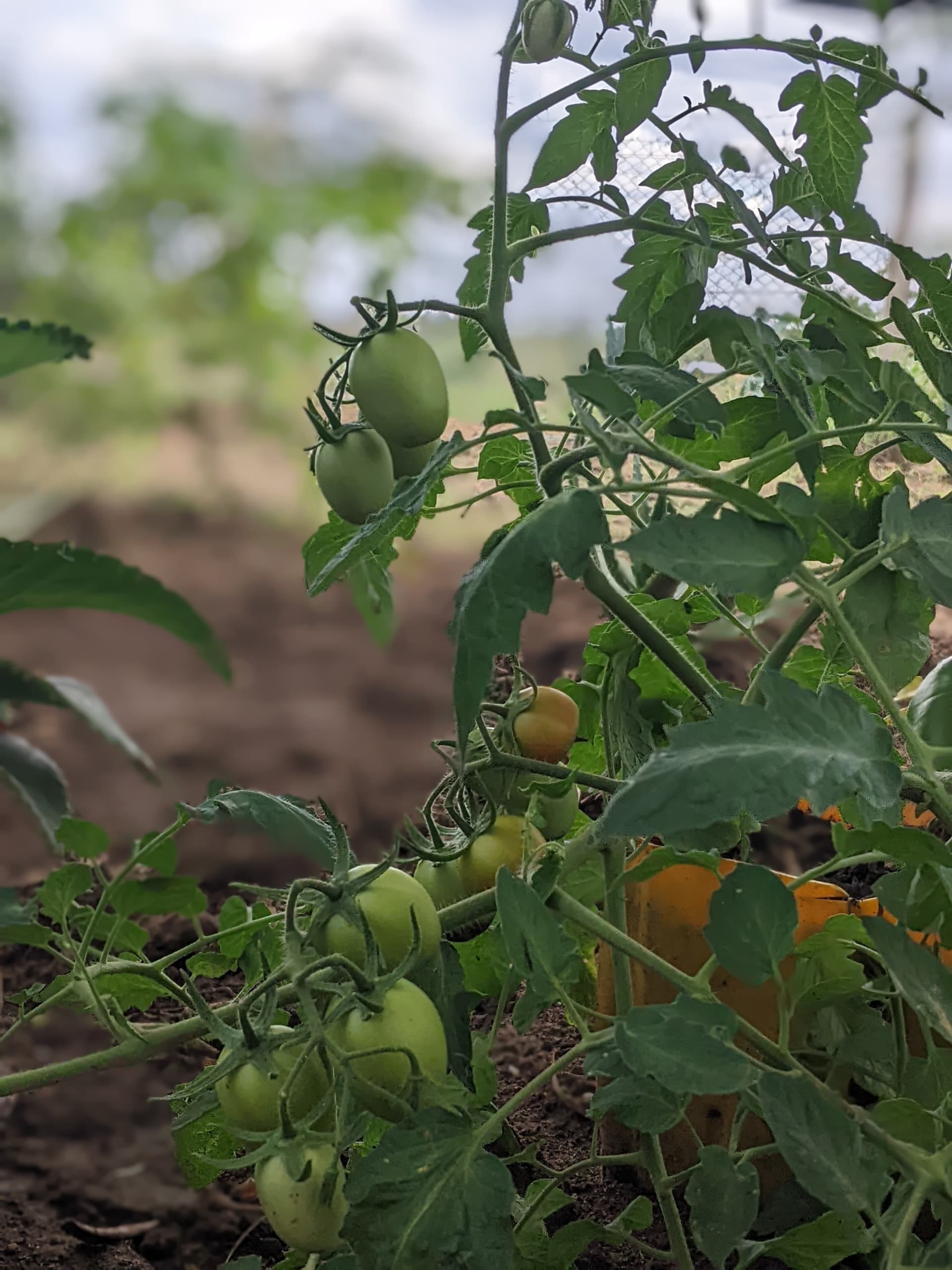 Farm Tour & Traditional Cooking Class